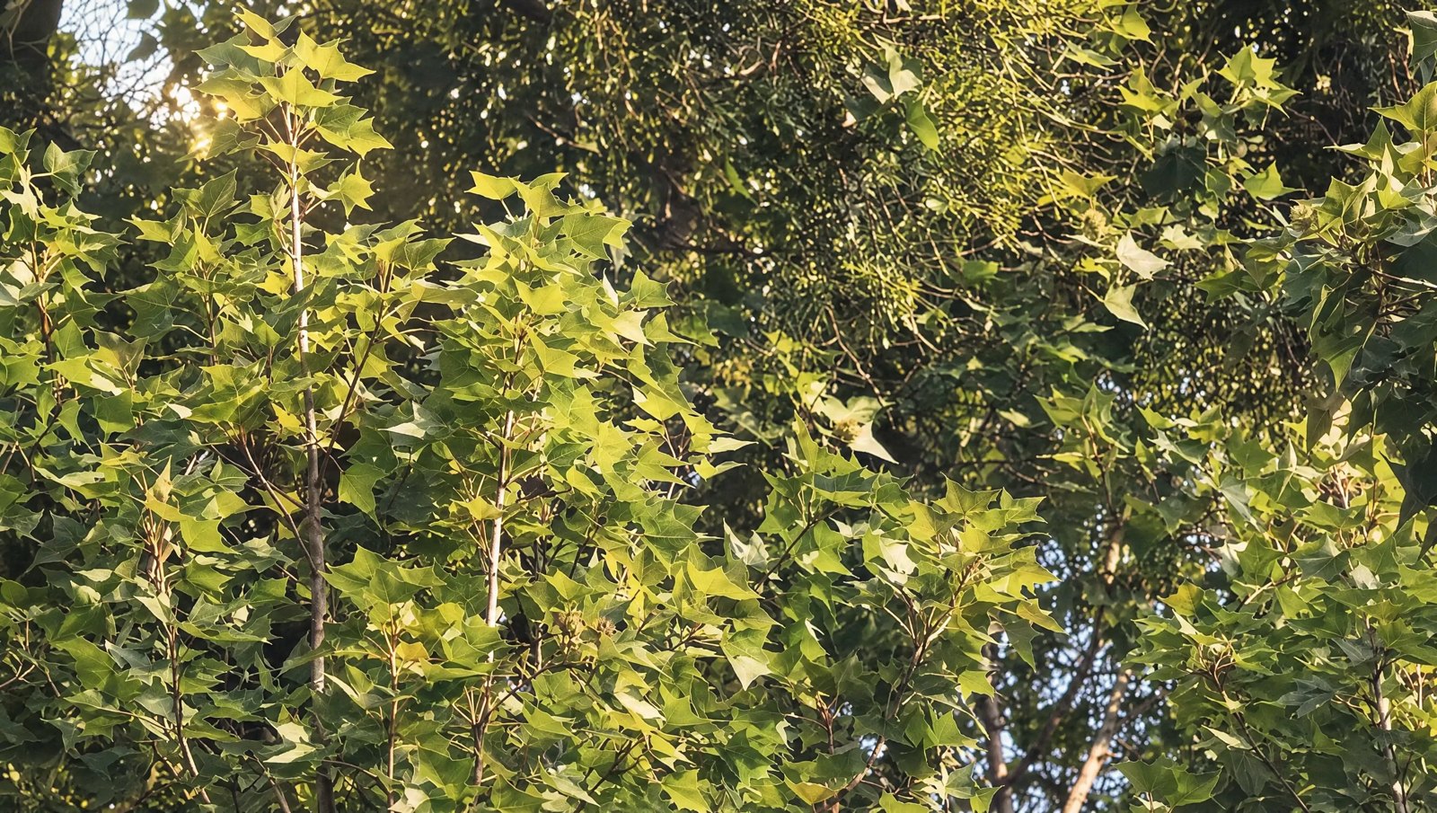 公園綠意